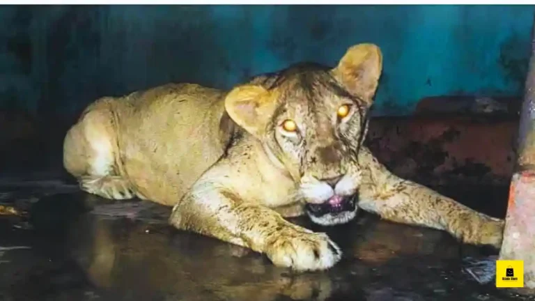 চিড়িয়াখানায় সিংহের অবহেলার ভয়াবহ চিত্র